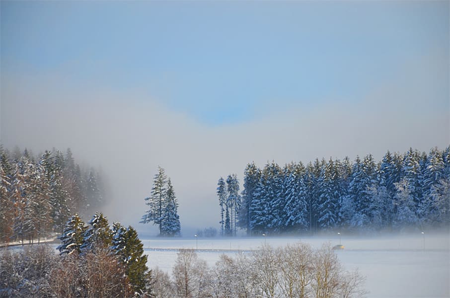 Impression Höchenschwand Wald & Nebel